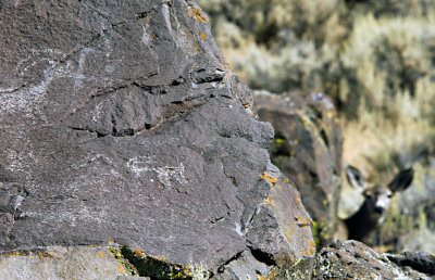 petroglyph and doe