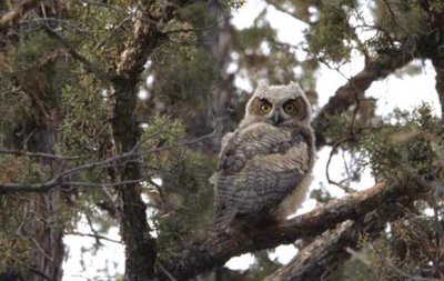 fledgling great horned owl