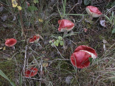  red shrooms