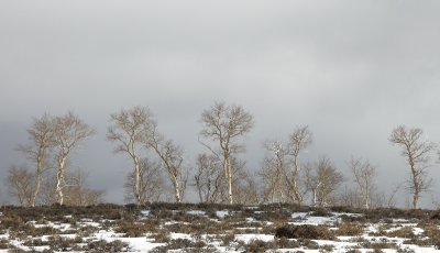 winter aspens