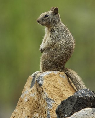 mandatory squirrel photo