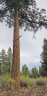 bitterbrush and  ponderosa pine