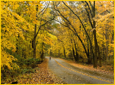 trees4058.jpg