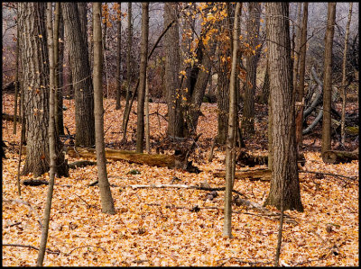 leaves4504.jpg