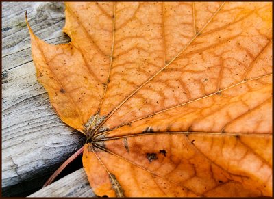 leaf4562.jpg