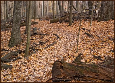 leaves4501.jpg