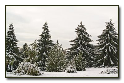 arboretum4655.jpg