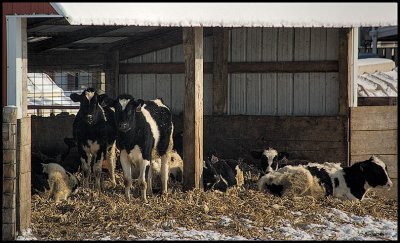 cows7849.jpg
