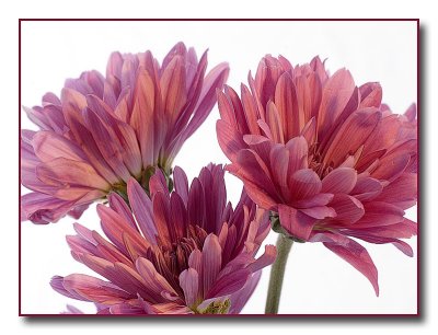 flowers8374.jpg