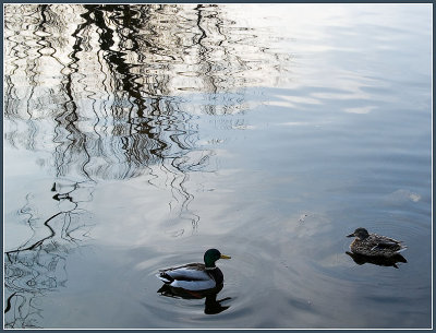 duck8976.jpg