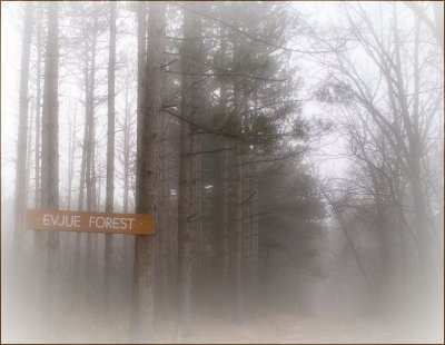 trees9279.jpg