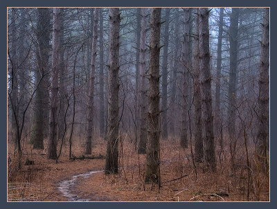 trees9329.jpg