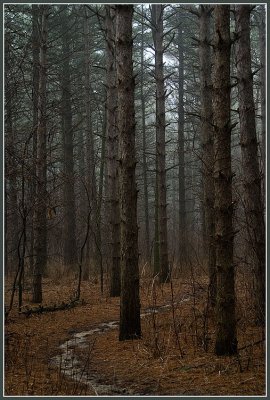 trees9315.jpg