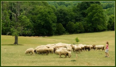 sheep3006.jpg