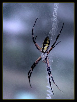 Spider web 8699.jpg