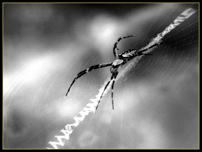 spider web 8697.jpg