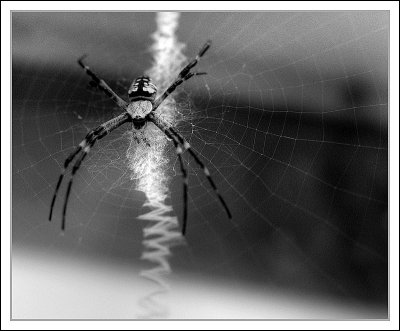 Spider web 8705.jpg