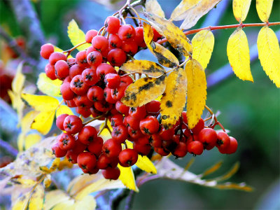Frutos