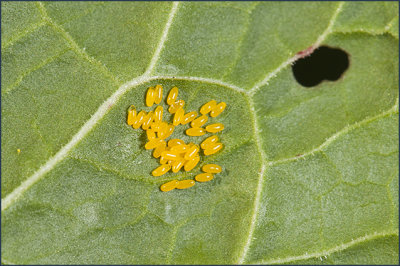 groen Zuringhaantje - Gastrophysa viridula - eitjes