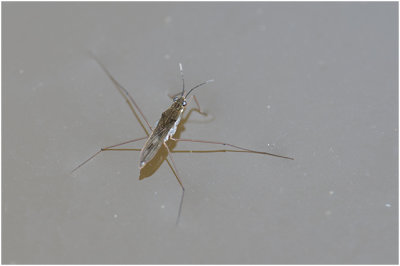 Schaatsenrijder - Gerris lacustris