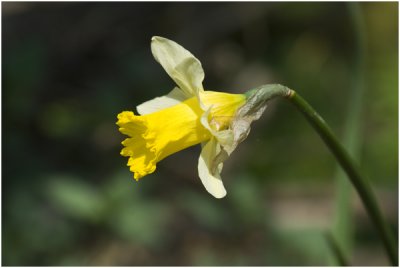 wilde Narcis - Narcissus pseudonarcissus