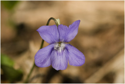 bleeksporig Bosviooltje - Viola riviniana.jpg