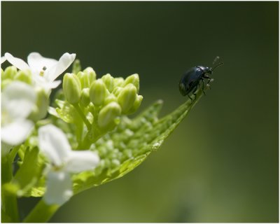 Roodpootwatertor - Hydrobius fuscipes