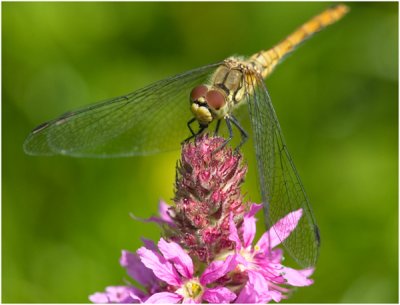 bloedrode heidelibel - Sympetrum sanguineum