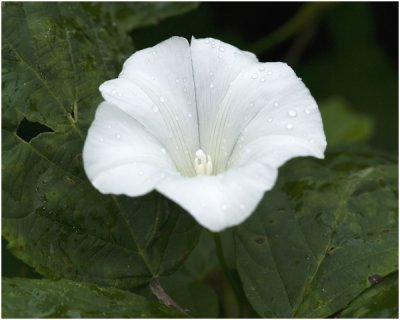 Haagwinde - Convolvulus sepium in Limburg Pispotje genoemd