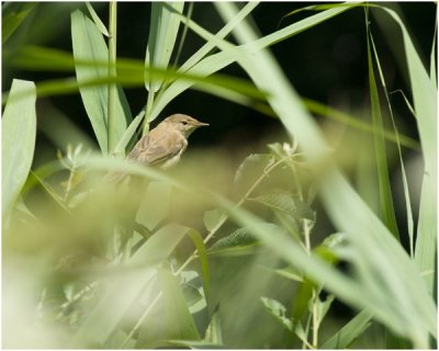 kleine Karekiet - Acrocephalus scirpaceus - Rousserolle effarvatte - reed Warbler
