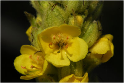 Stalkaars - Verbascum densiflorum