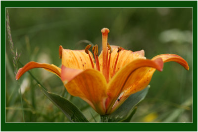 Oranje lelie - Lilium bulbiferum bij L'Arpont 2000m