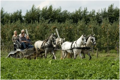 Schimmert n zomerse zaterdag