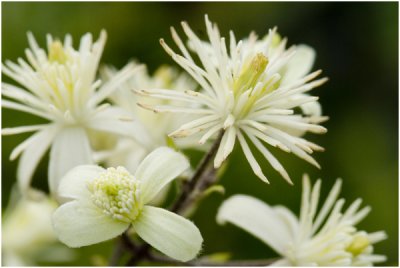 Bosrank - Clematis vitalba