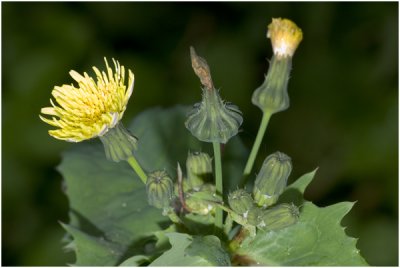 gewone Melkdistel - Sonchus oleraceus