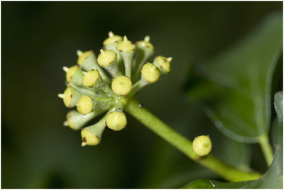 Klimop - Hedera helix