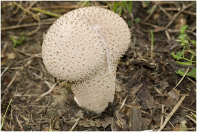 Parelstuifzwam - Lycoperdon perlatum