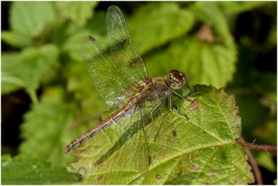 bruinrode Heidelibel - Sympetrum striolatum