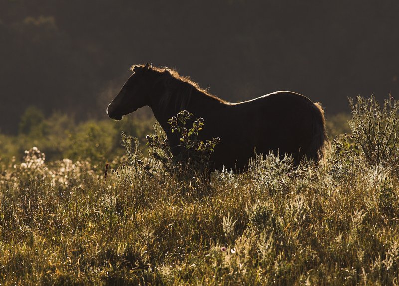 Daybreak Pasture 2.jpg