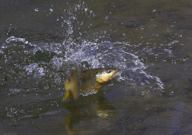 Brown trout feeding in stream.jpg