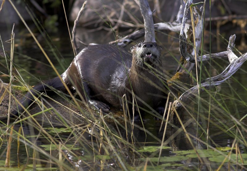 Otter hiding in Wild Rice II.jpg