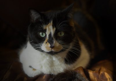 Cocoa the Cat
