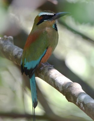 Costa Rican Birds