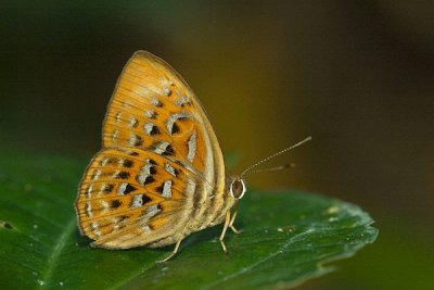 Harlequin