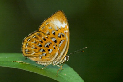 Harlequin