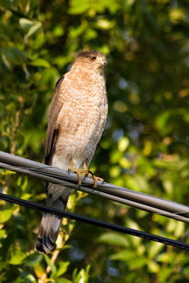 Cooper's Hawk