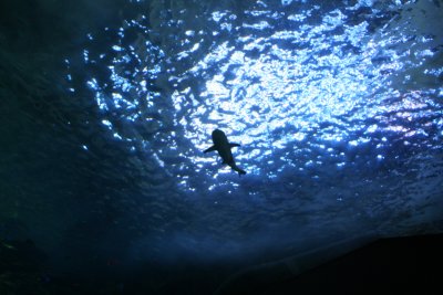 georgia_trip_2006