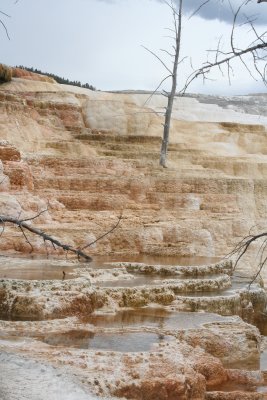 Canary Springs
