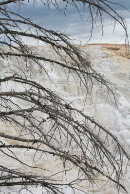 Canary Springs