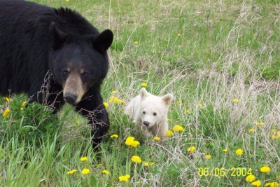 white bear.jpg